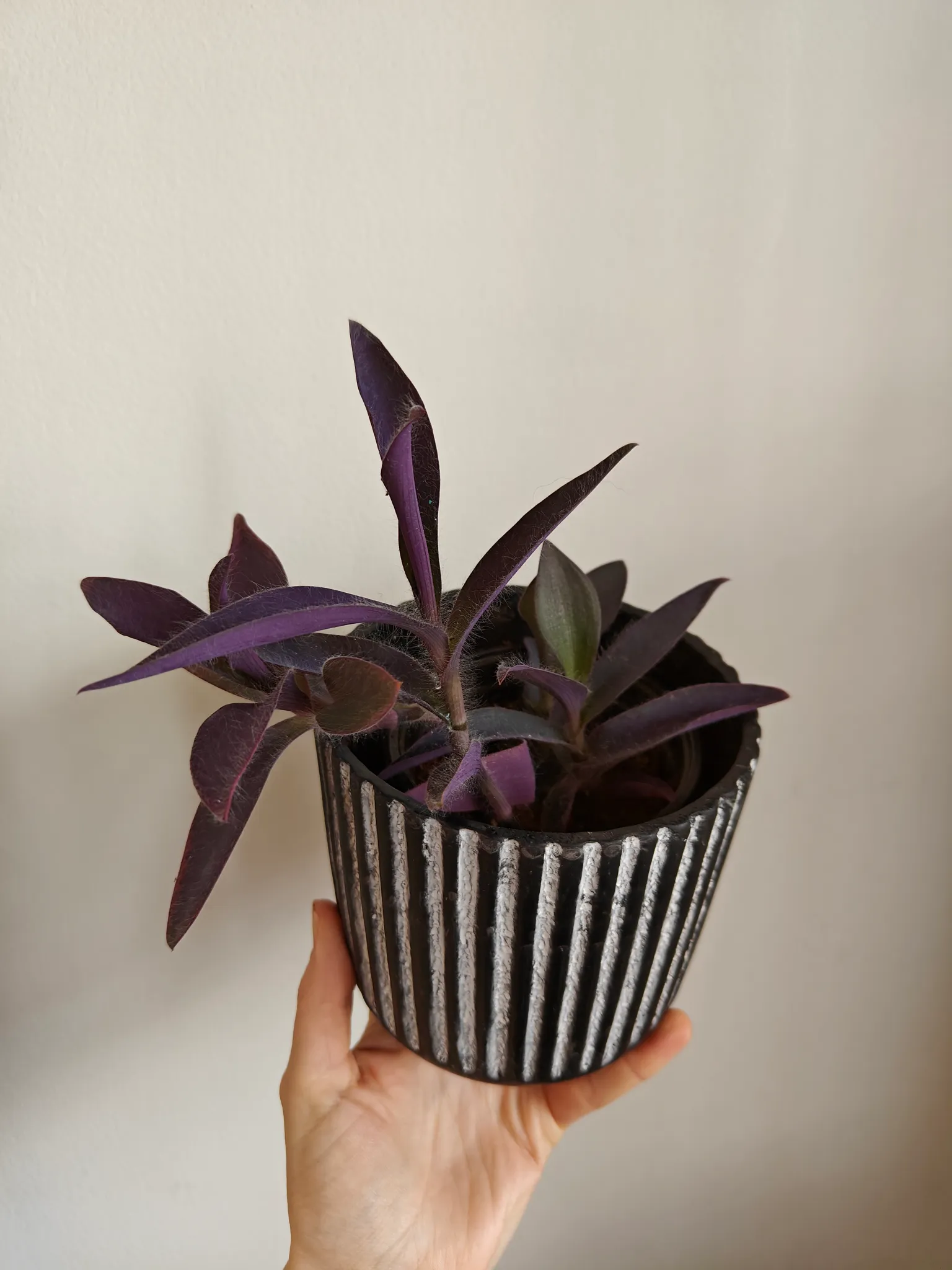 Tradescantia pallida plant photo 1