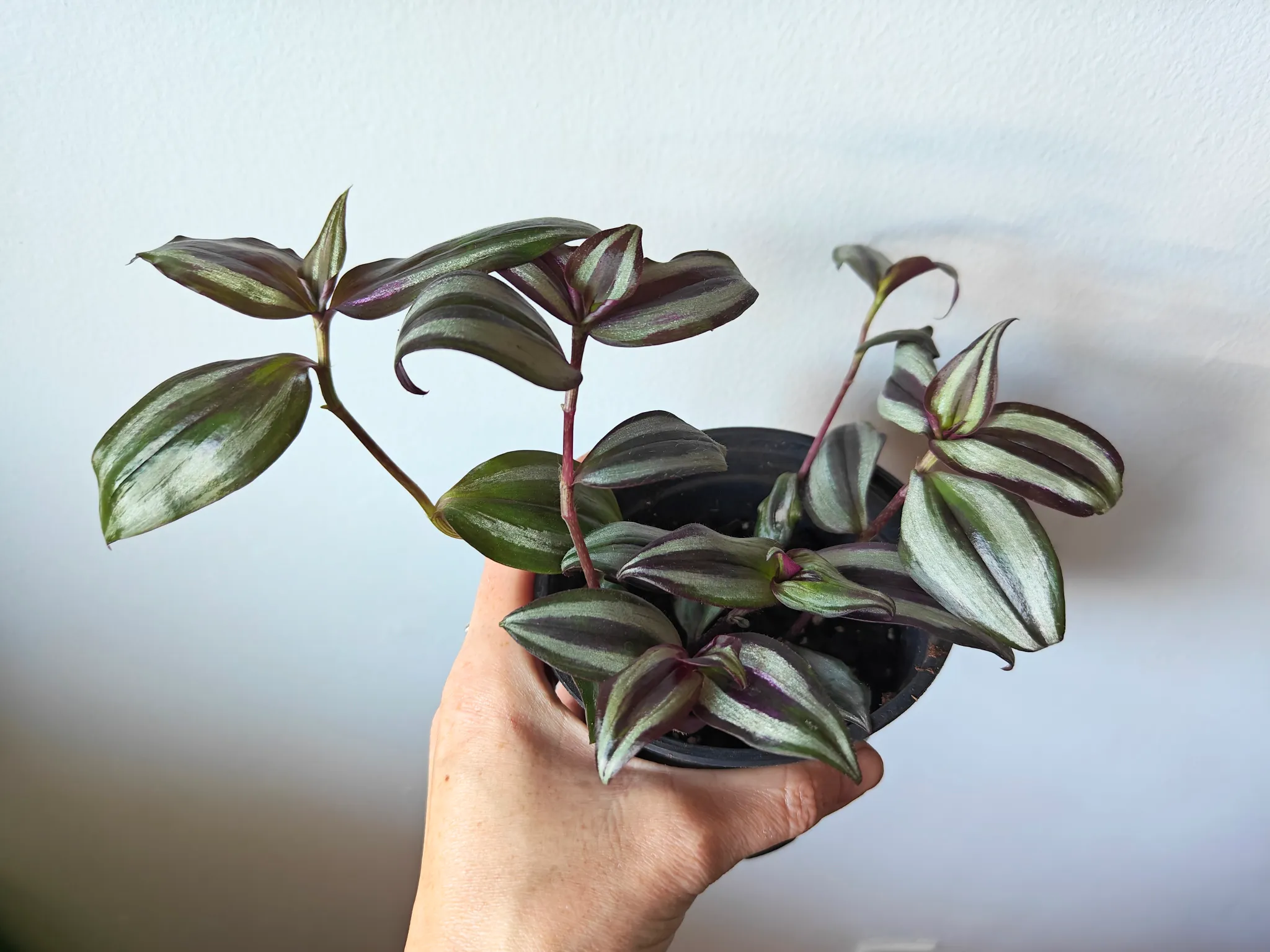 Tradescantia zebrina plant photo 1