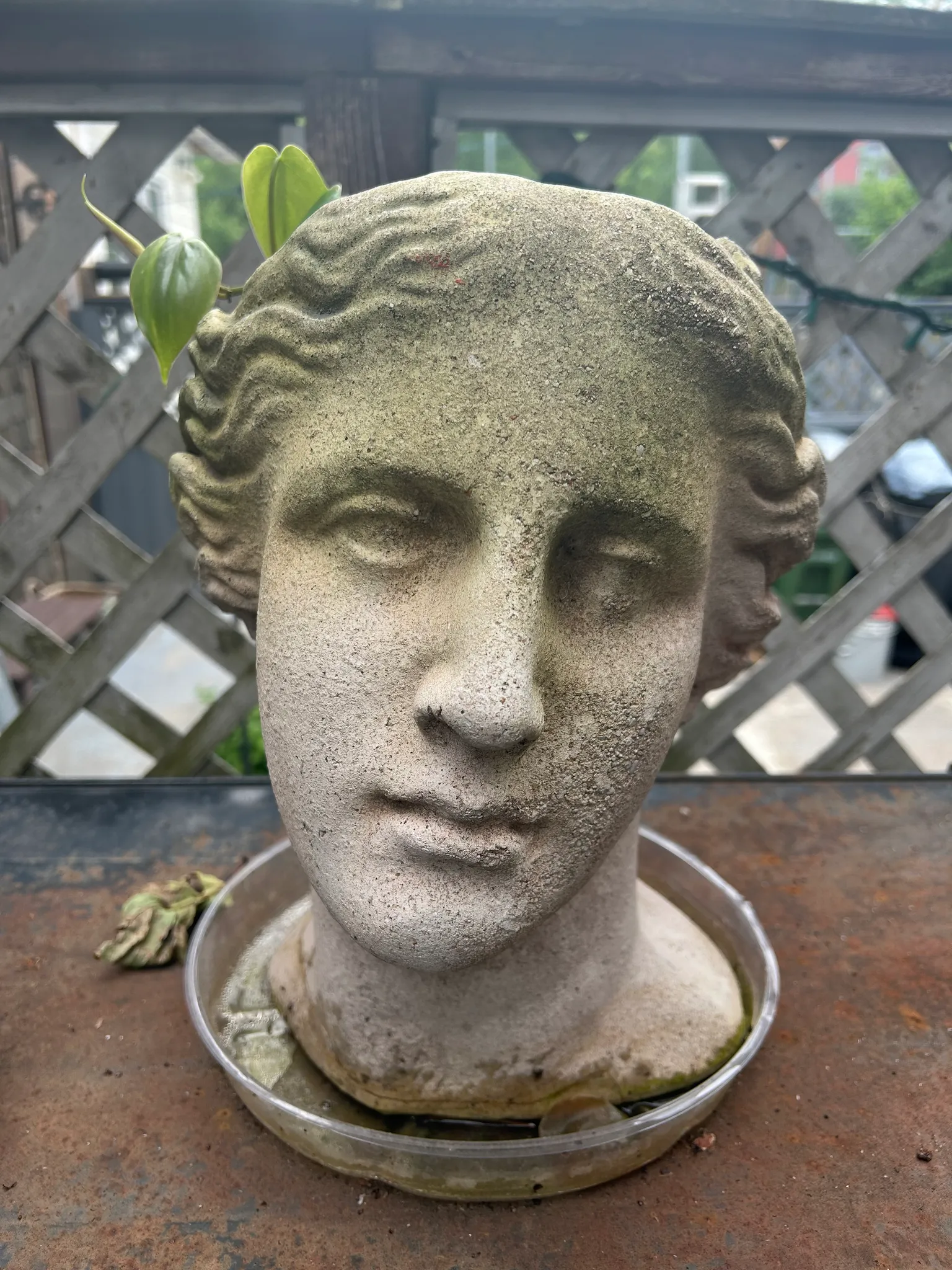 Plant in cement face planter photo 1