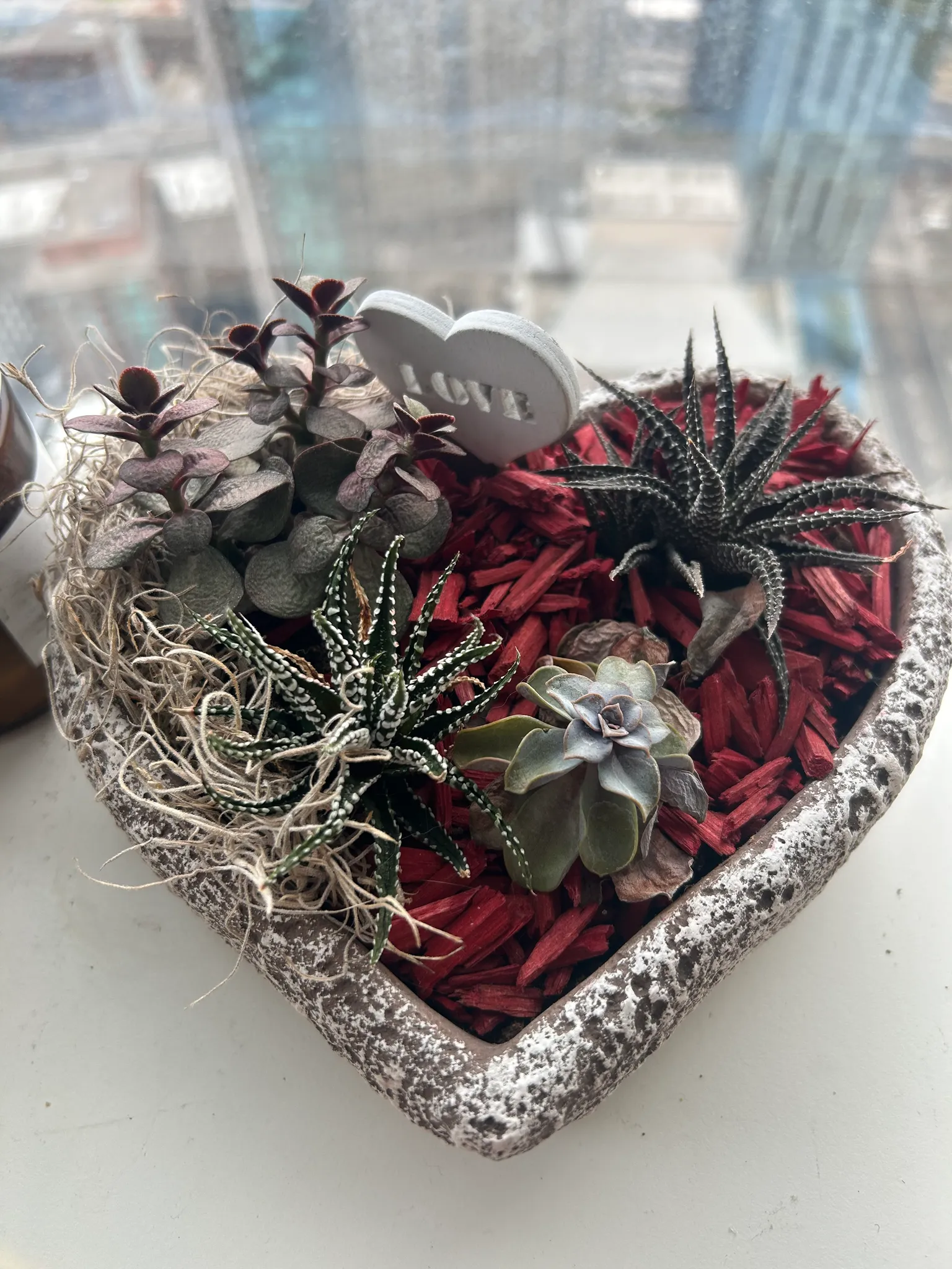 Succulent Plants photo 1