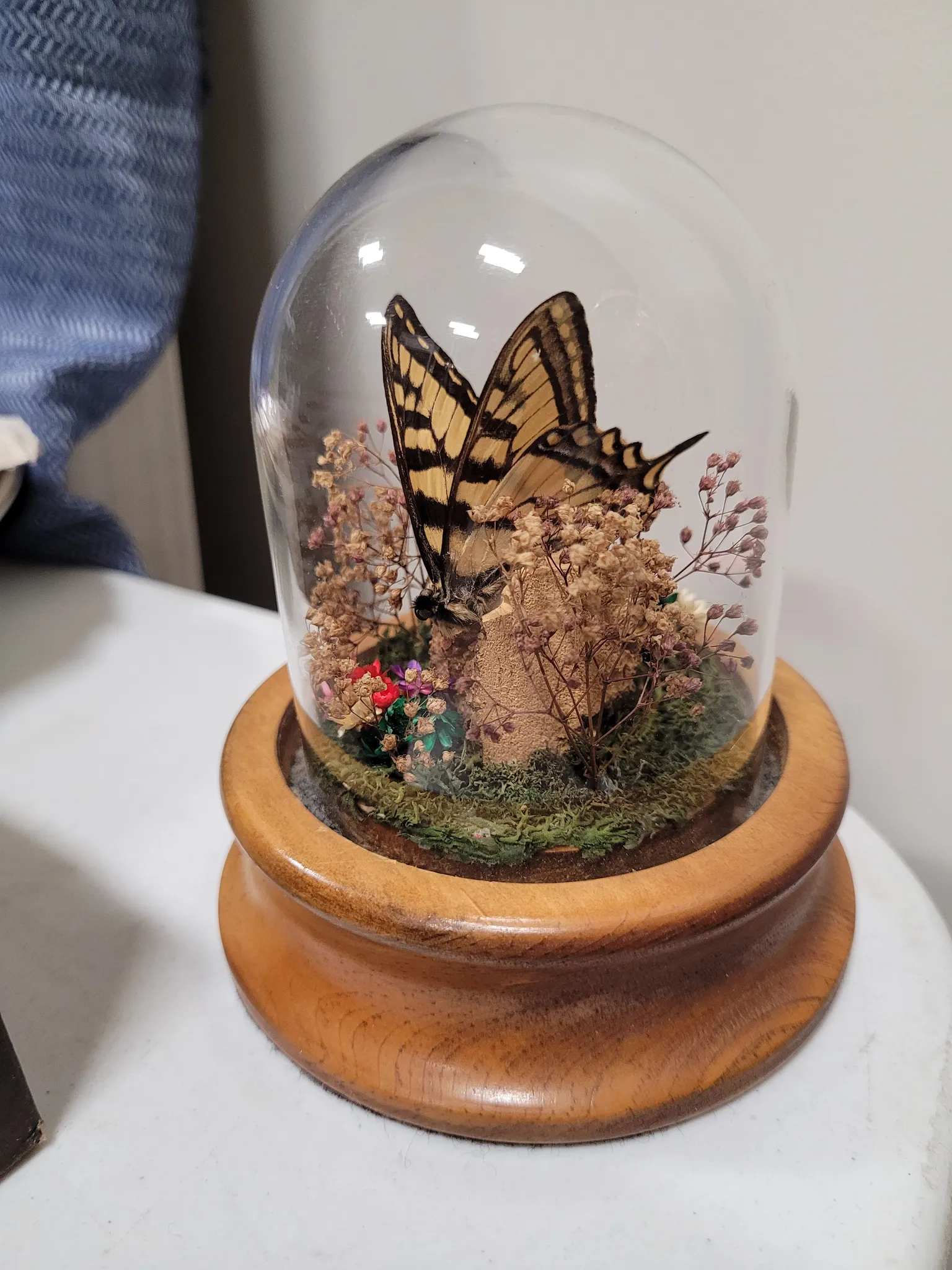 Butterfly dome photo 1