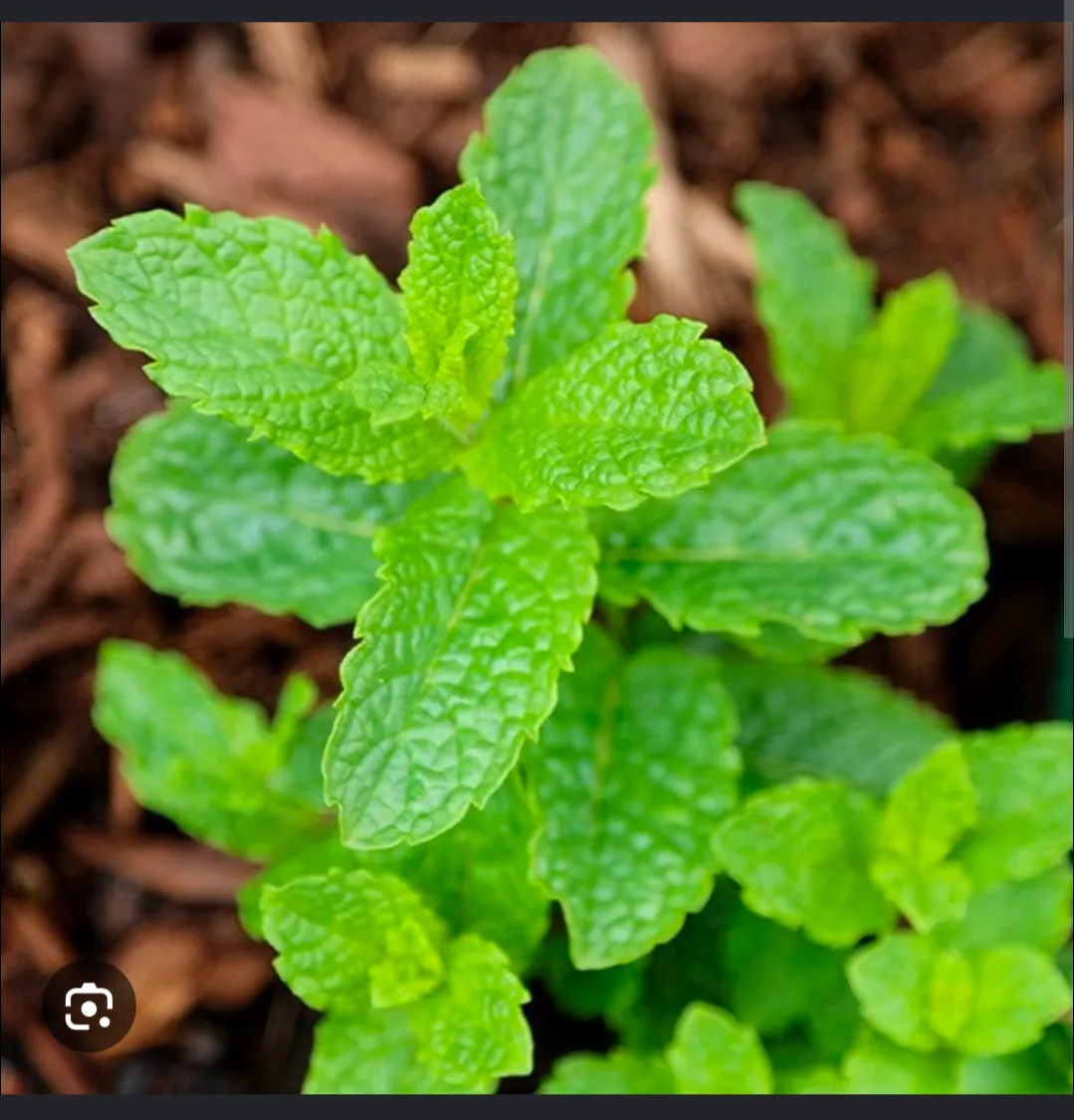 Morrocan Mint Herb Plant / Clippings 🌱 photo 1
