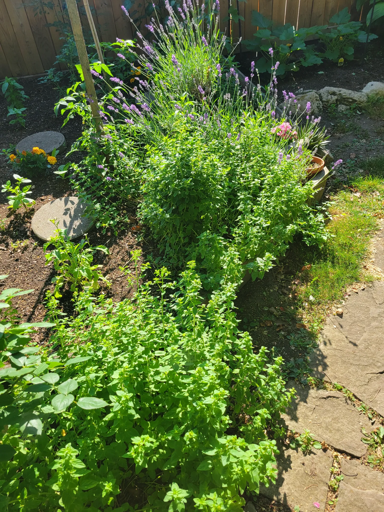 Oregano  photo 1