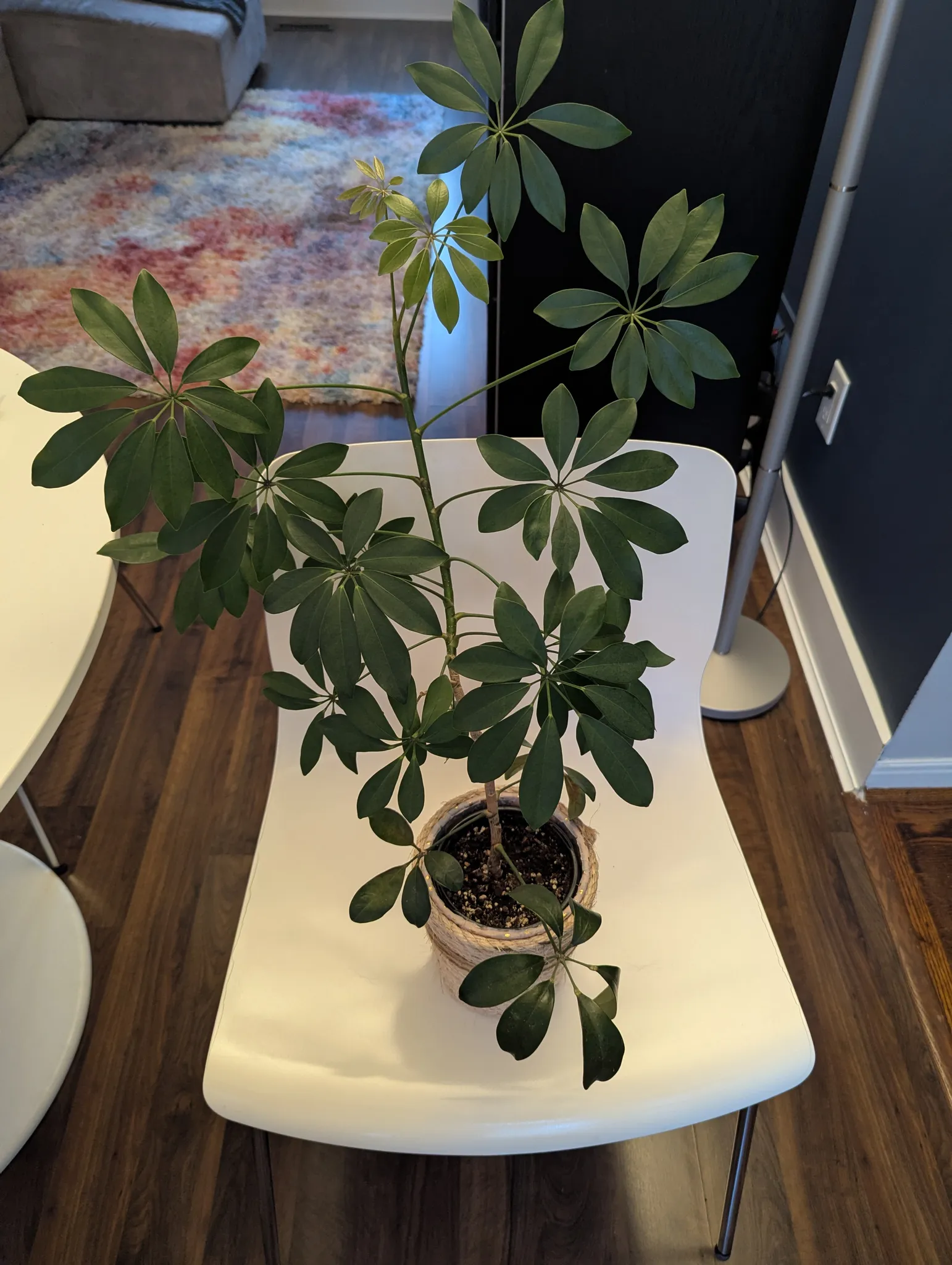 Umbrella tree  photo 1