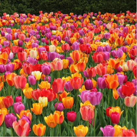 Tulip Bulbs photo 1
