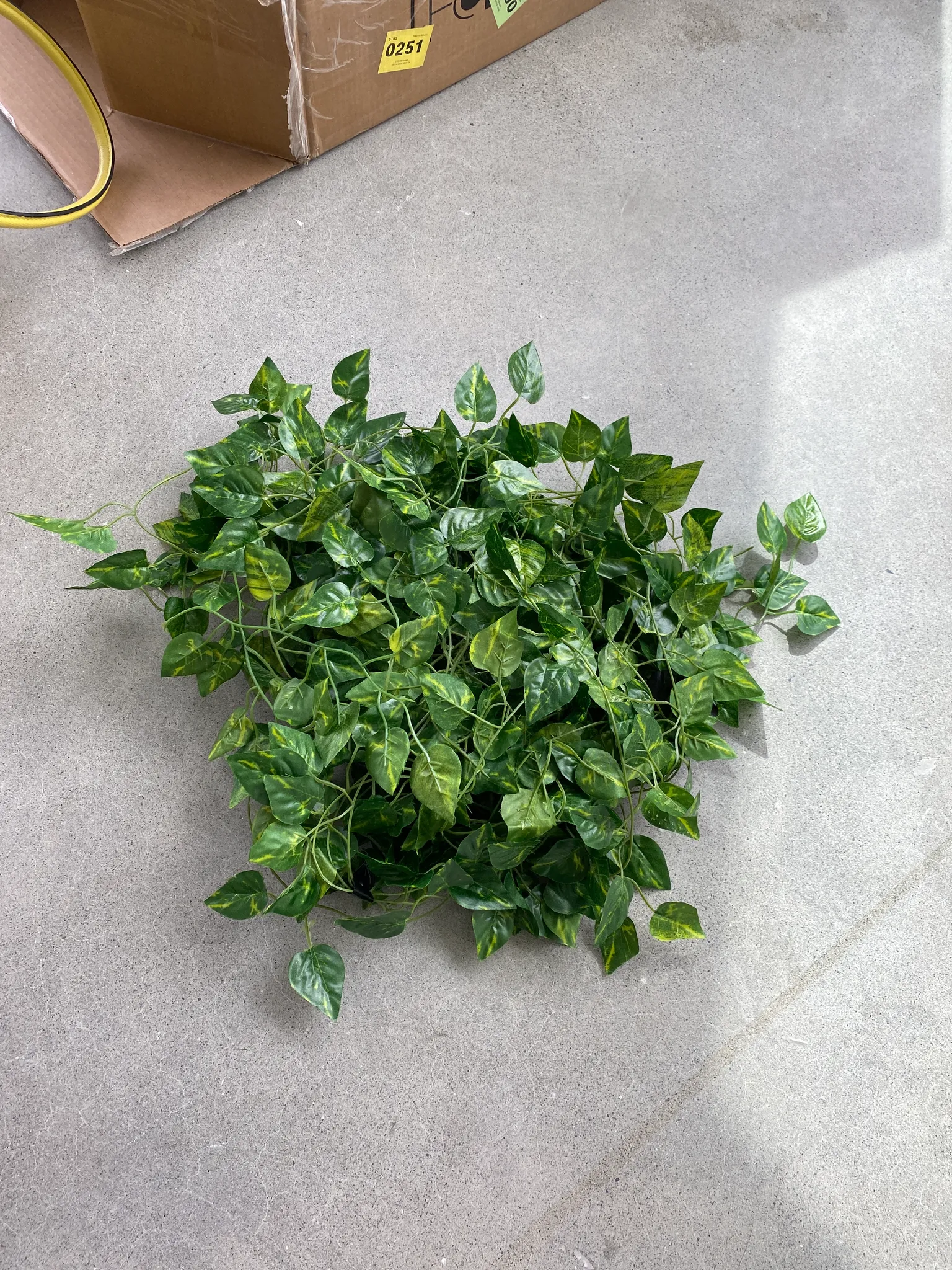 Fake Ivy  photo 1