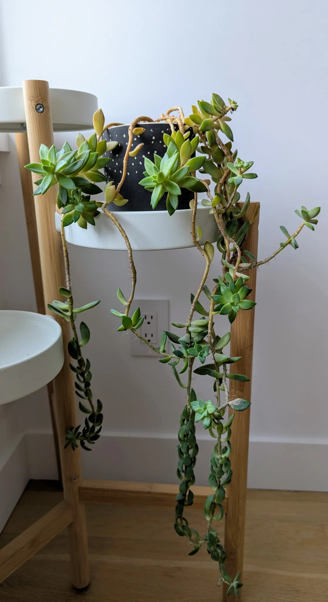 Succulent Plant photo 1