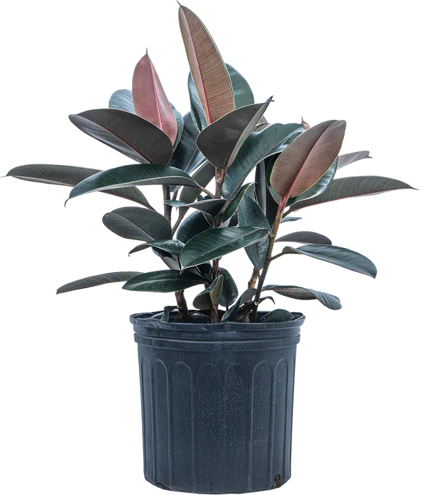 Rubber Tree Cuttings photo 1