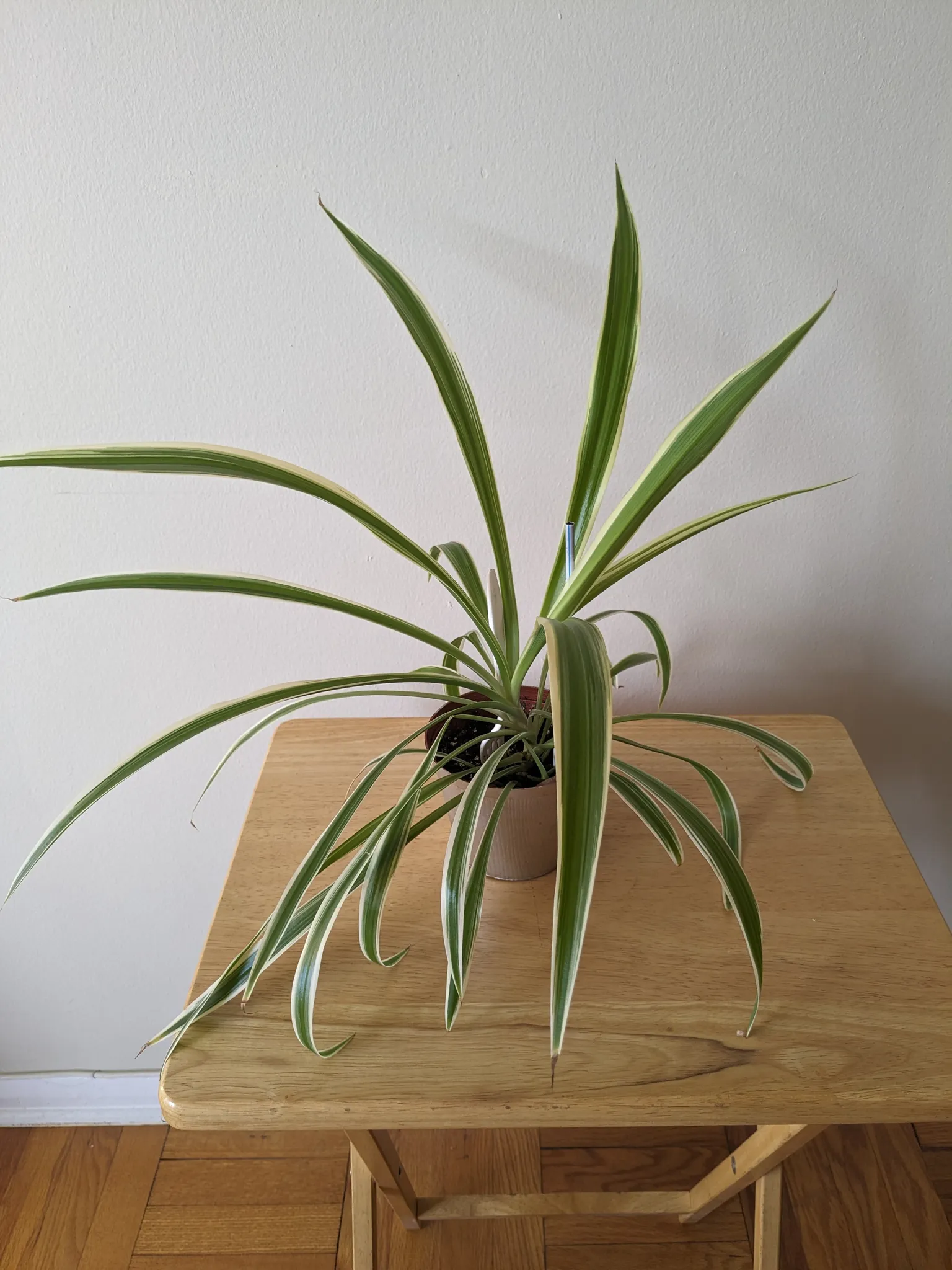 Spider Plant photo 1