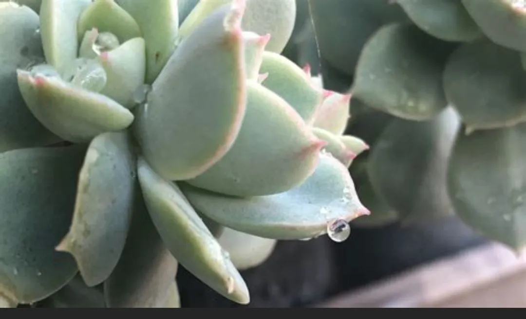 Small succulents/ Petites plantes grasses photo 1