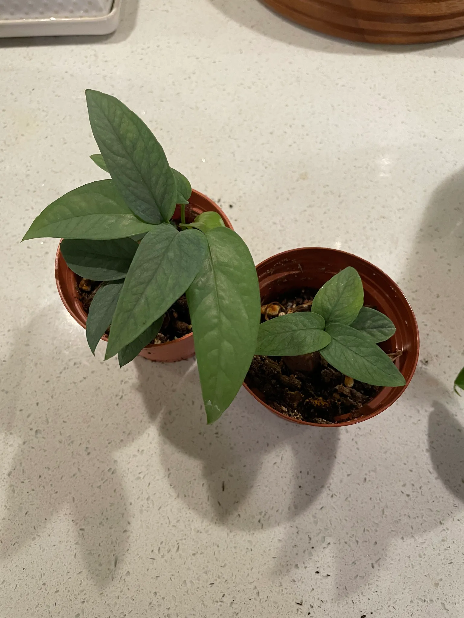 2 cebu blue baby plants photo 1