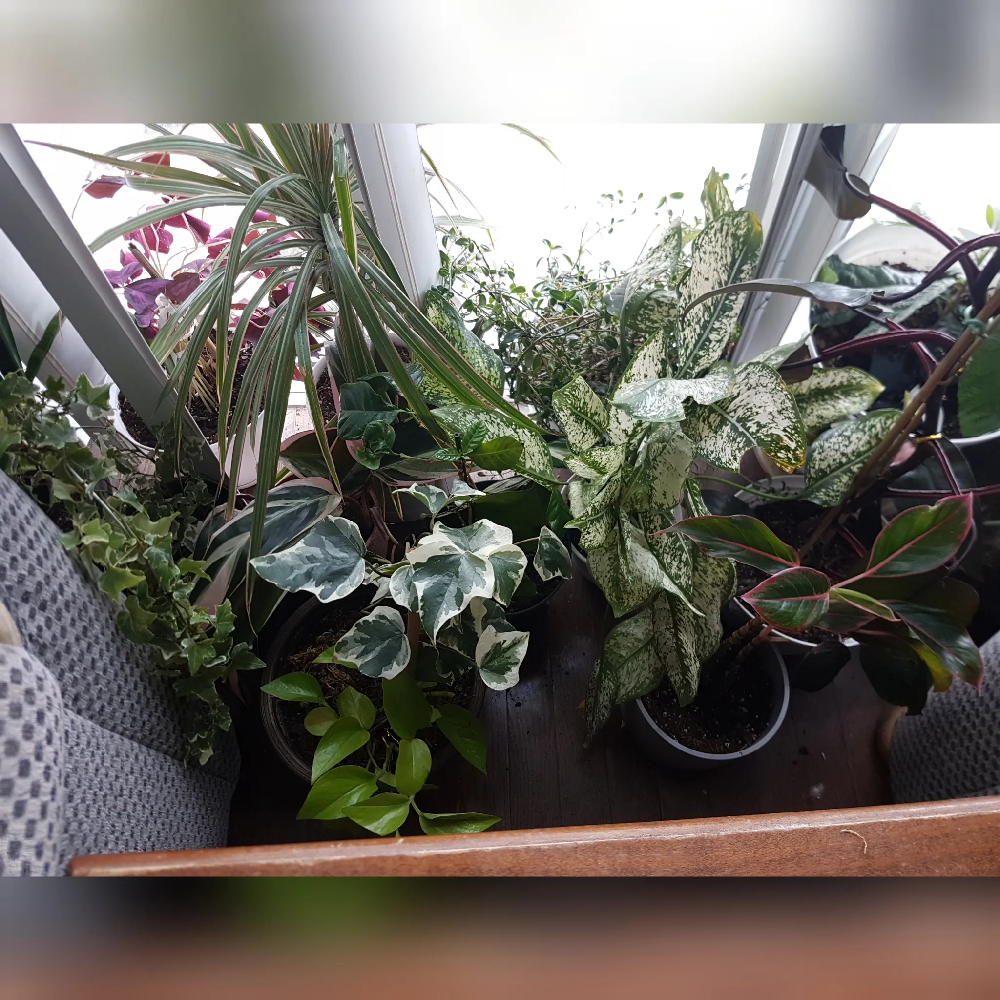 plants photo 1
