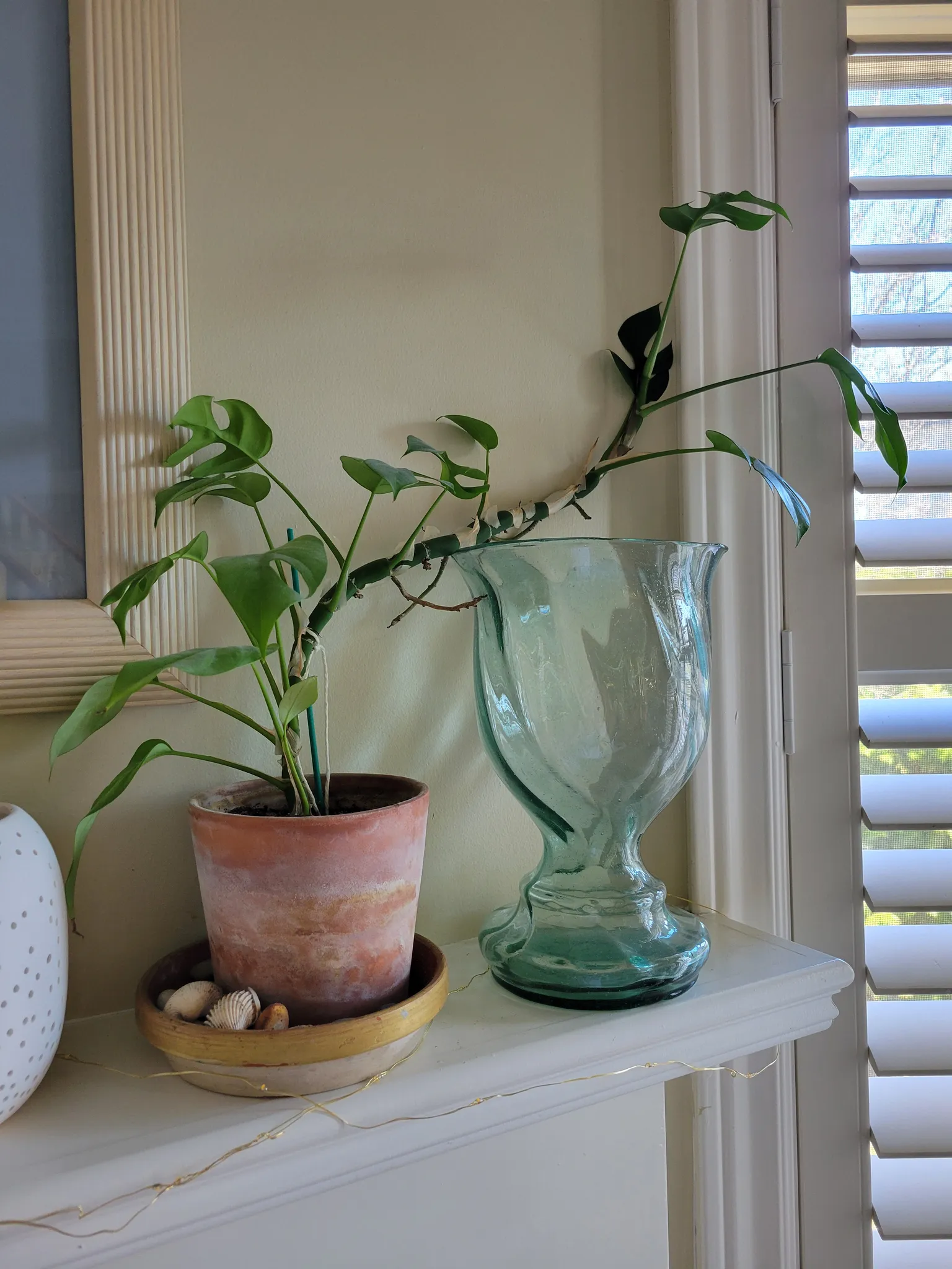 Mini Monstera photo 1