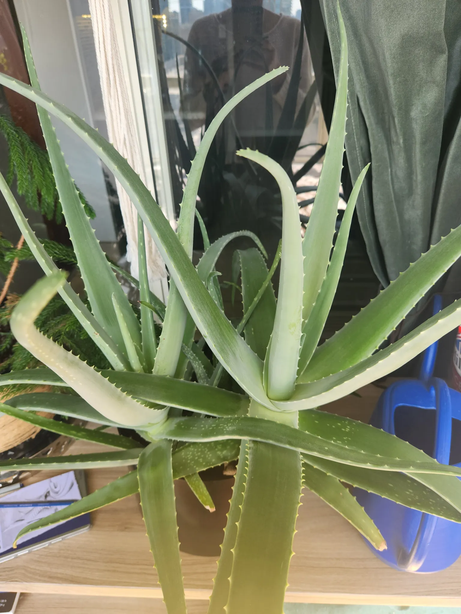 Very large Aloe Plant photo 1