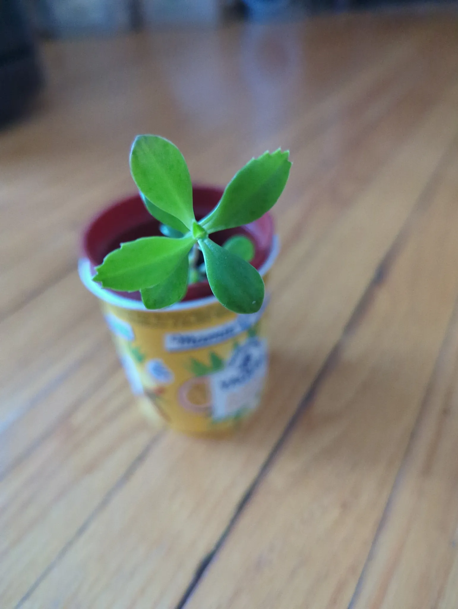 Mother of Thousands Plant photo 1