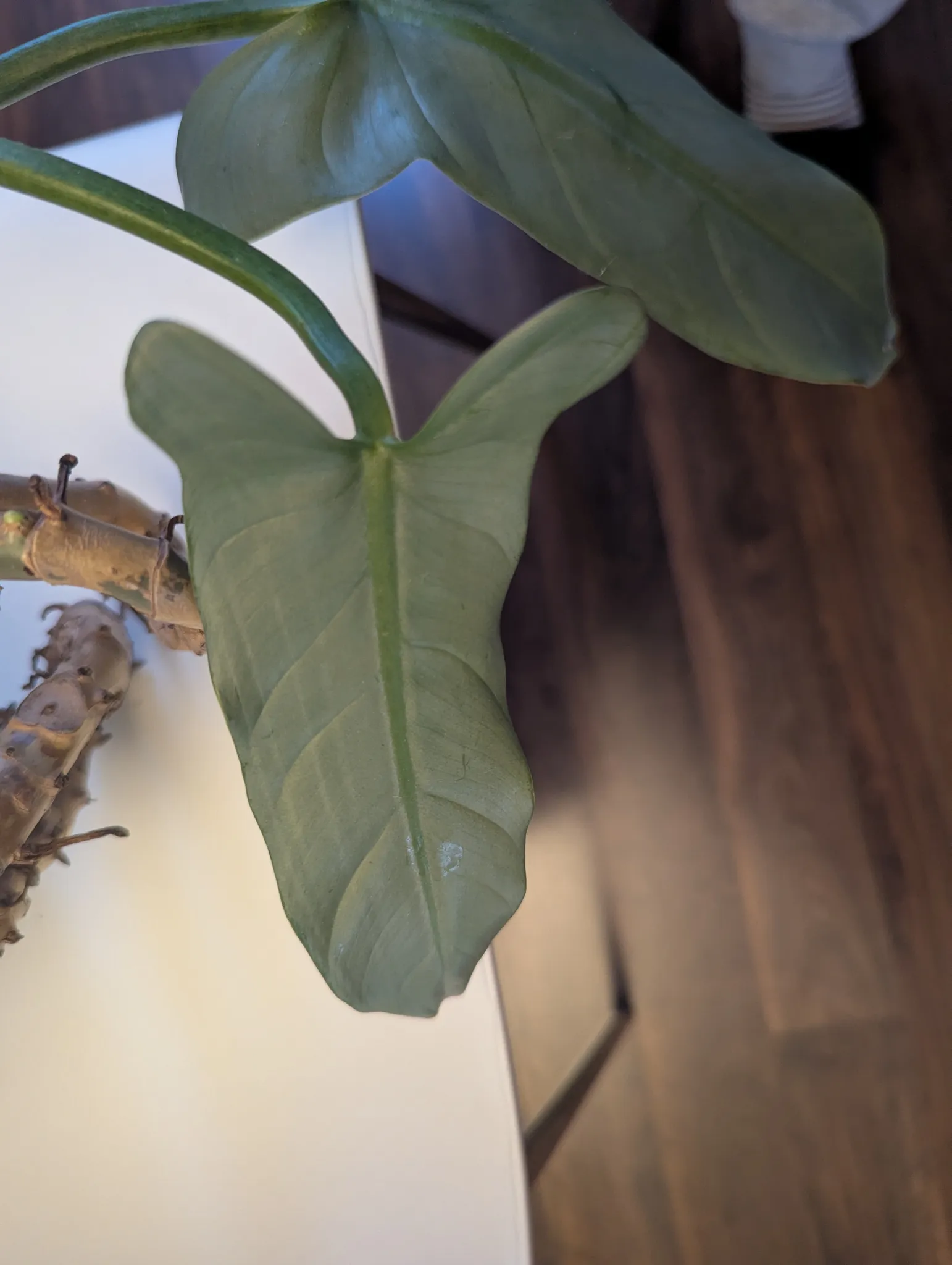 Rare plant: Silver Sword 🗡️ photo 1