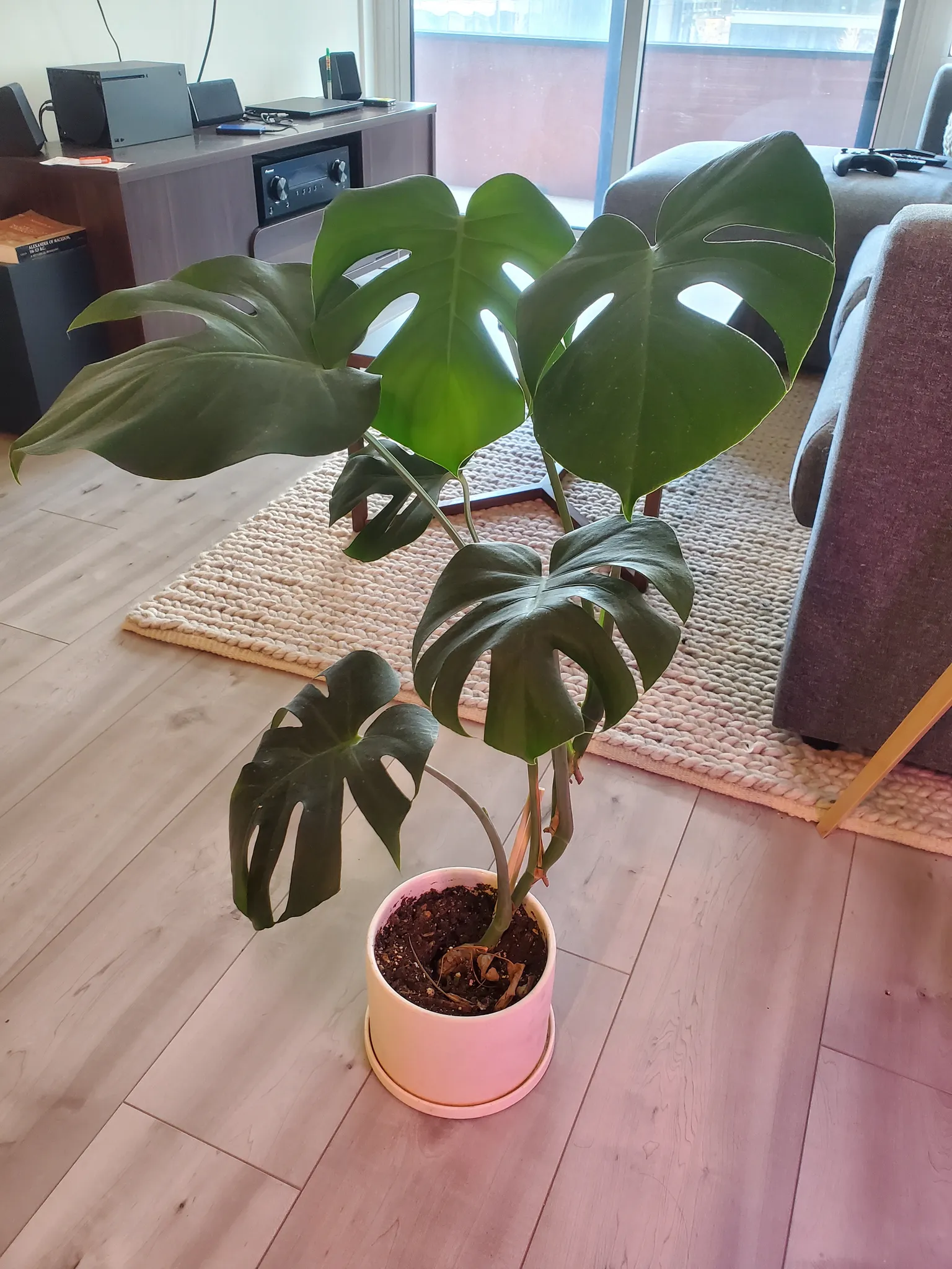 Monstera photo 1