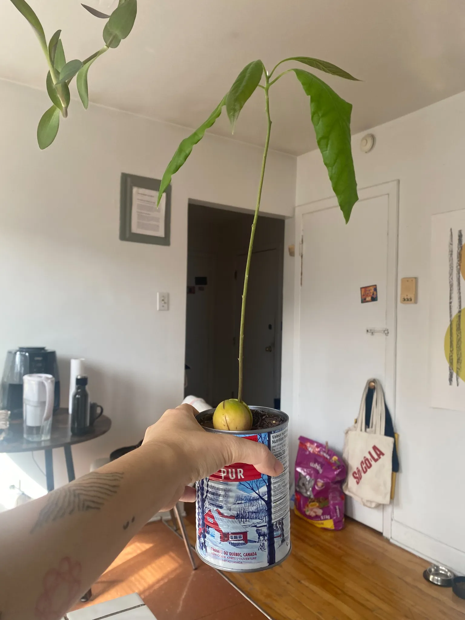 avocado plant  photo 1