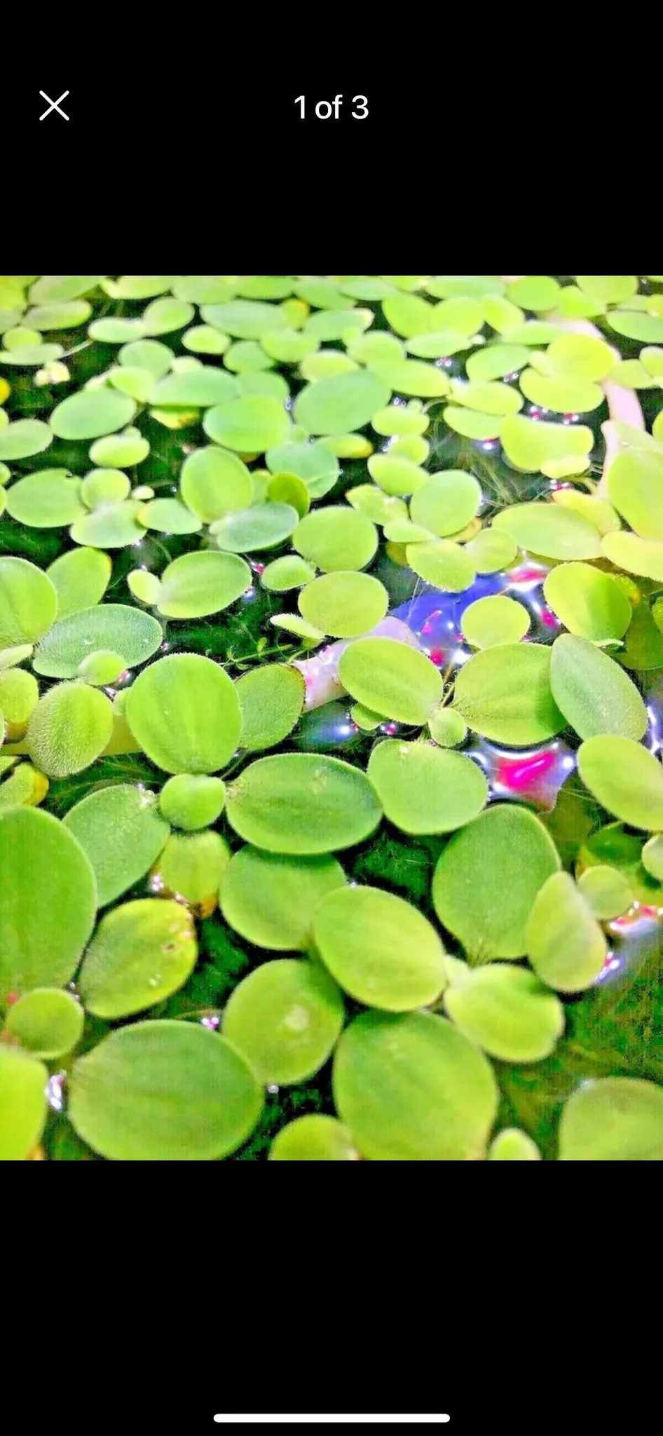 Dwarf water lettuce  photo 1