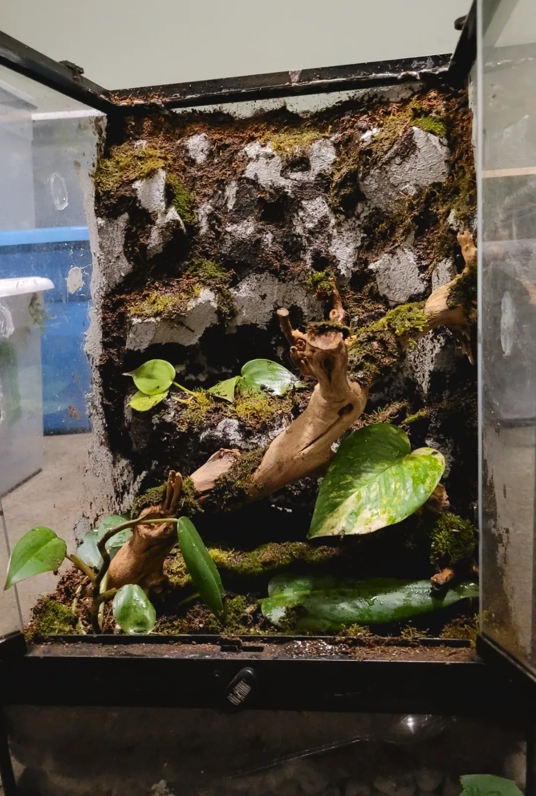 Bio terrarium. Full ecosystem photo 1