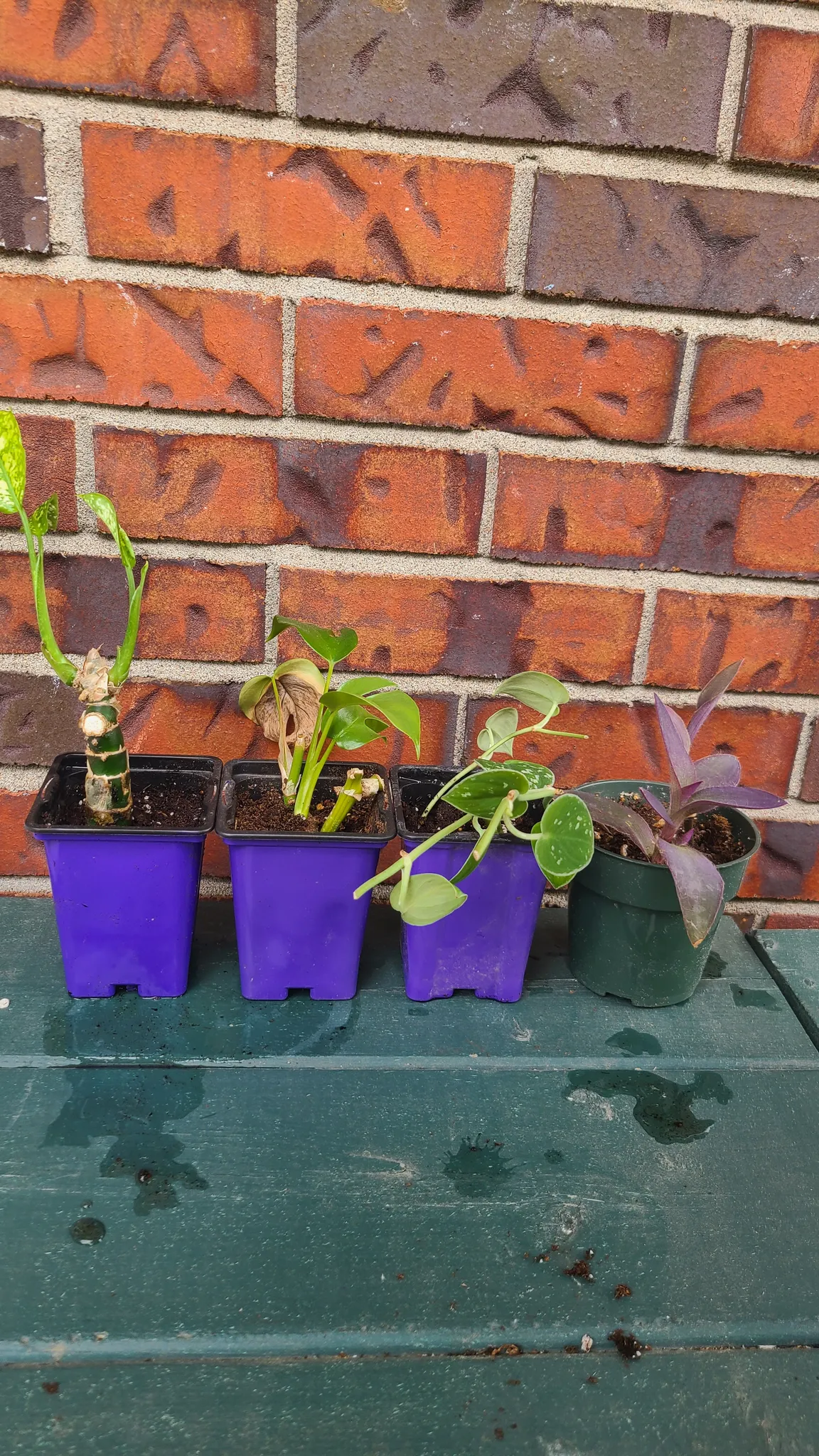 Baby plants photo 1