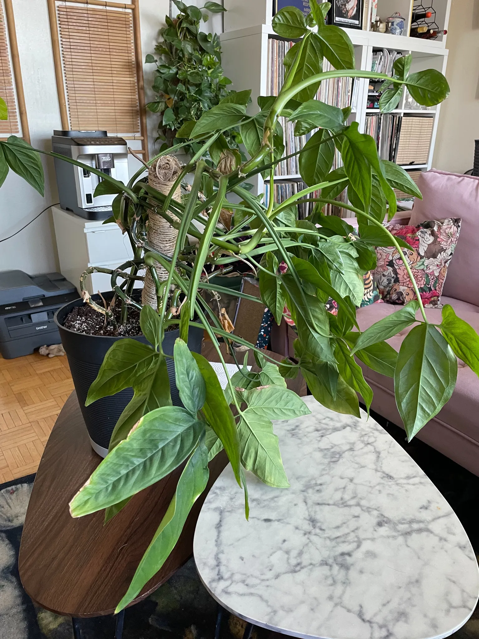 Wacky overgrown Philodendron type photo 1