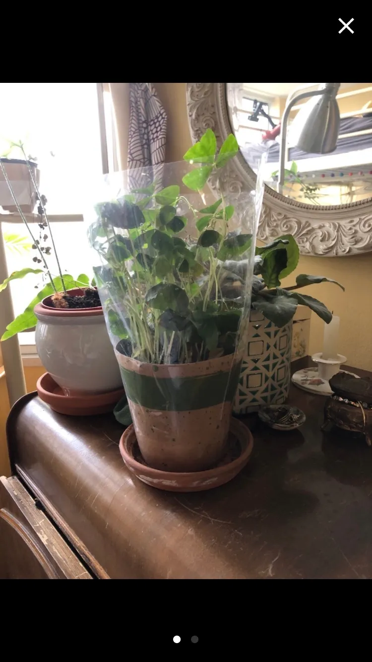 Shamrock Plant photo 1