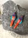 Bird Earrings photo 4