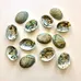 Abalone Shells photo 4