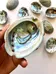 Abalone Shells photo 2