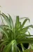 Spider Plant Cuttings photo 2