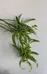Spider Plant Cuttings photo 1