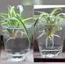 Baby Spider Plants photo 1