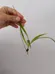 Rooted Spider Plant photo 1