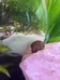 ✨ Baby Snails!! Brown, Pink And Leopard Ramshorn Snails photo 4