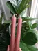 Ribbed Candle Sticks photo 1