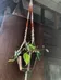 Macrame Plant Hangers photo 1