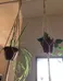 Macrame Plant Hangers photo 2