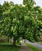 Horse Chestnut Treelings photo 3