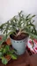 Unhappy Christmas Cactus photo 1
