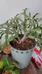Unhappy Christmas Cactus photo 2