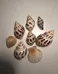 Seashells - assorted photo 1