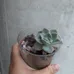 Succulents photo 4