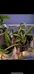 Indoor Cactus Plants photo 1