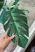 Monstera photo 2