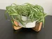 Spider Plant Cuttings photo 1