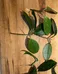 Rooted hoya carnosa clippings photo 1