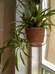 pothos, snake plant, spider plant babies and teenagers photo 3