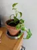 pothos, snake plant, spider plant babies and teenagers photo 1
