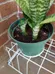 pothos, snake plant, spider plant babies and teenagers photo 2